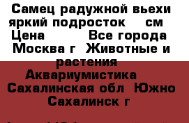 Самец радужной вьехи яркий подросток 15 см › Цена ­ 350 - Все города, Москва г. Животные и растения » Аквариумистика   . Сахалинская обл.,Южно-Сахалинск г.